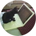 Michele Lansing profile picture